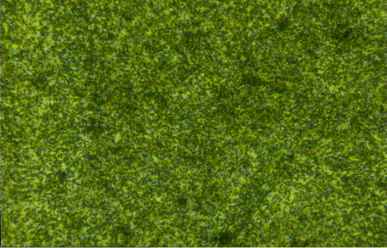 400倍258-2.bmp