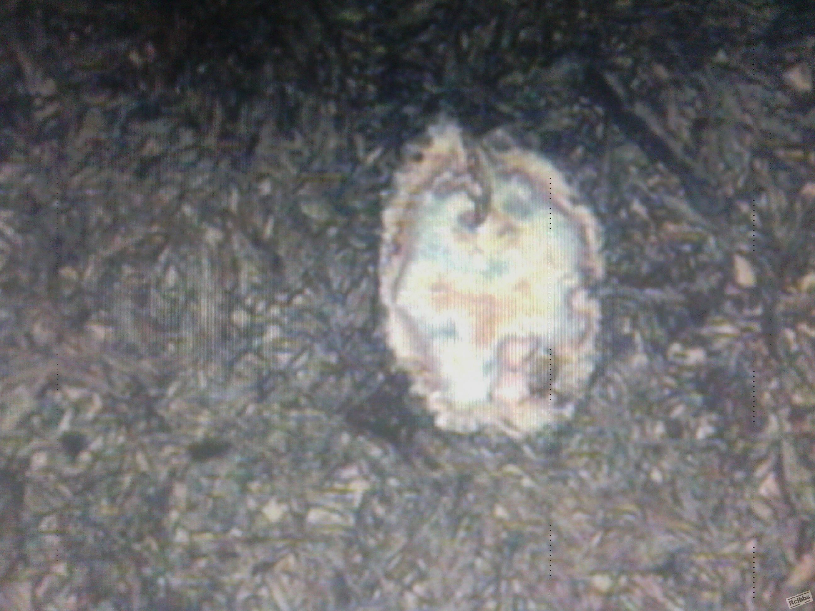 IMG_20120105_173450.jpg