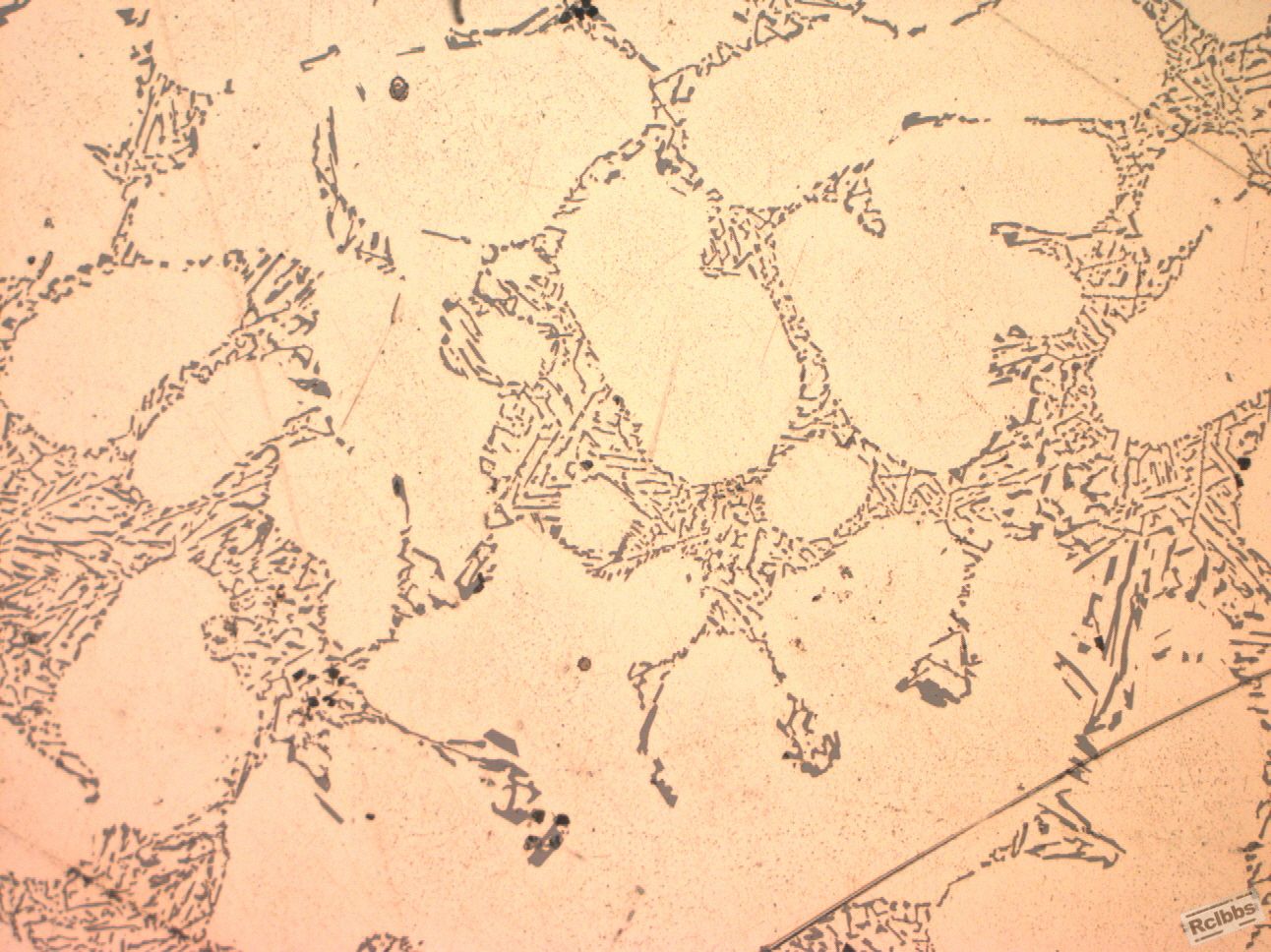 200X-1.jpg