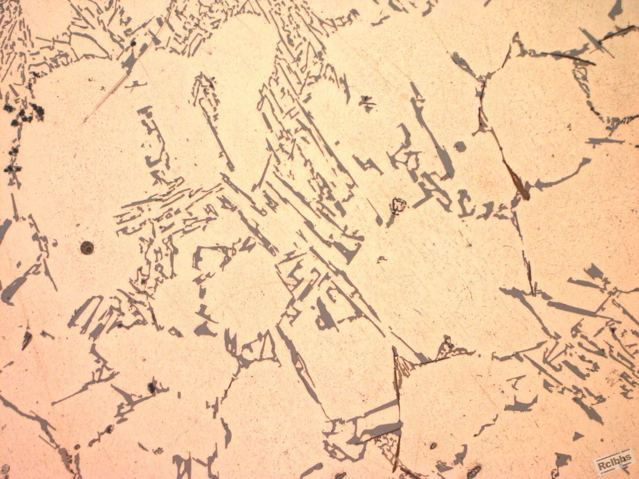 200X-3.jpg