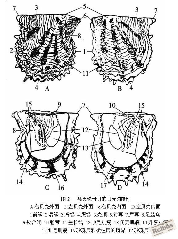马氏珠母贝贝壳.jpg