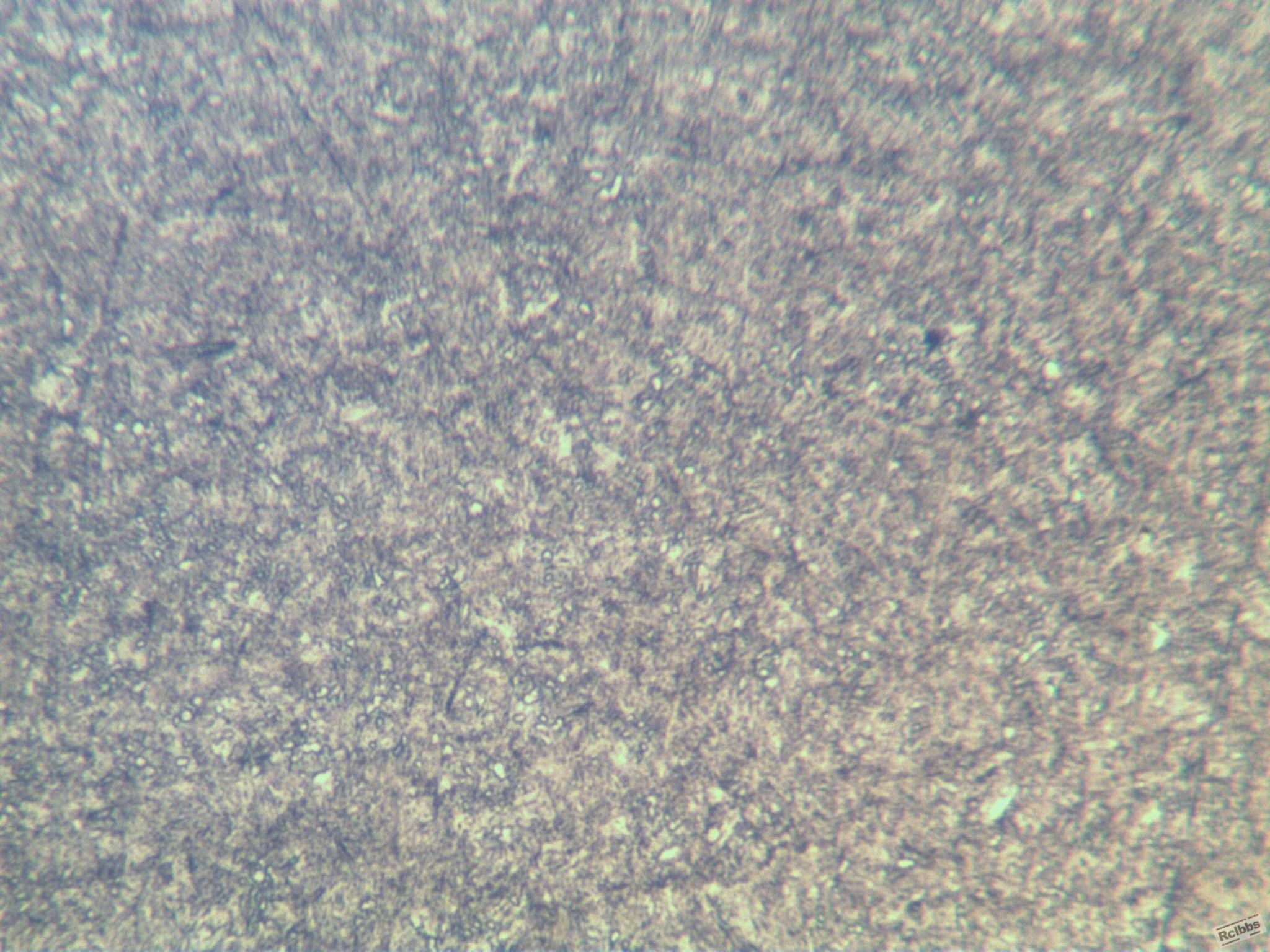 400X2