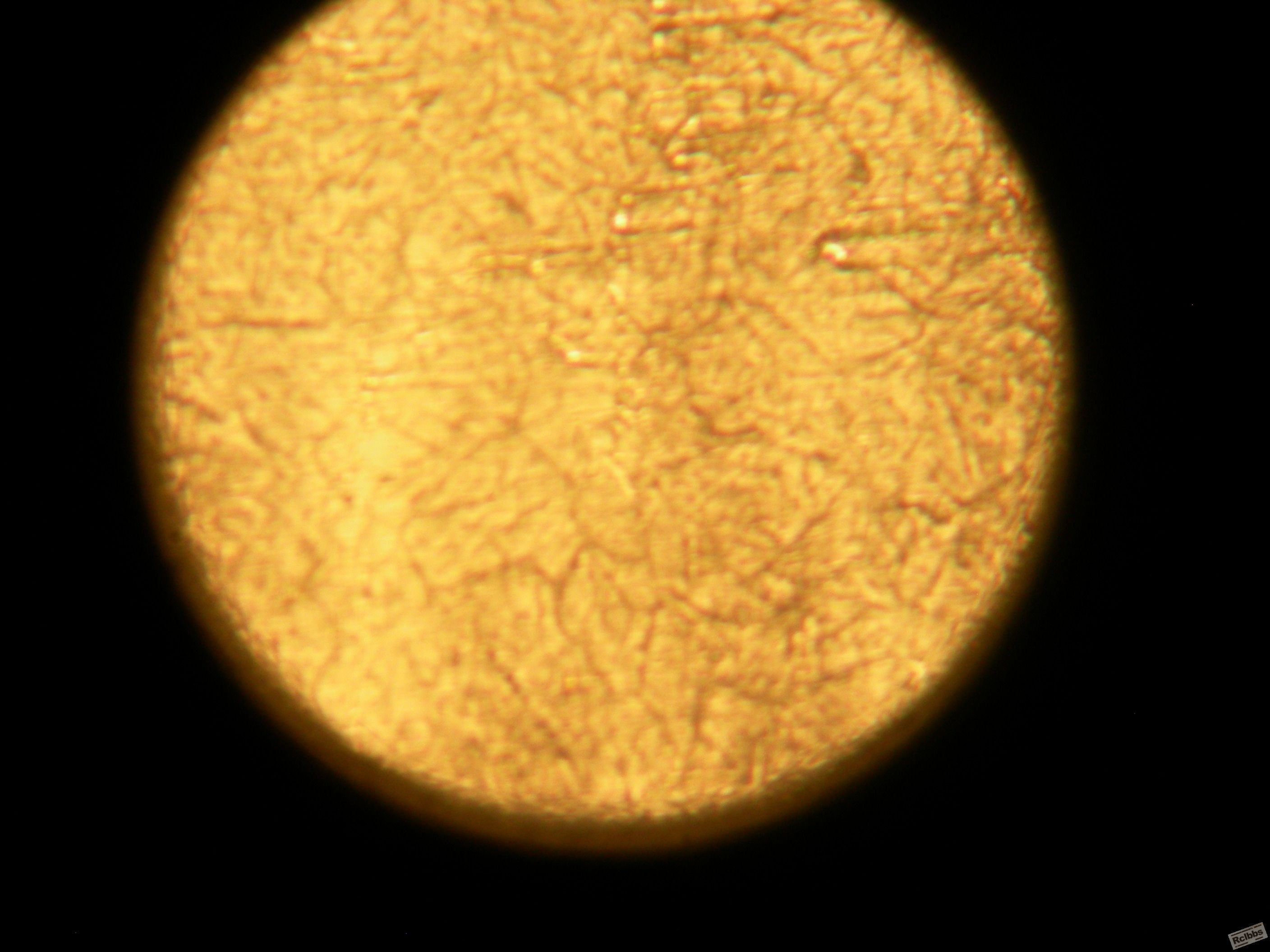 DSCN0673.JPG