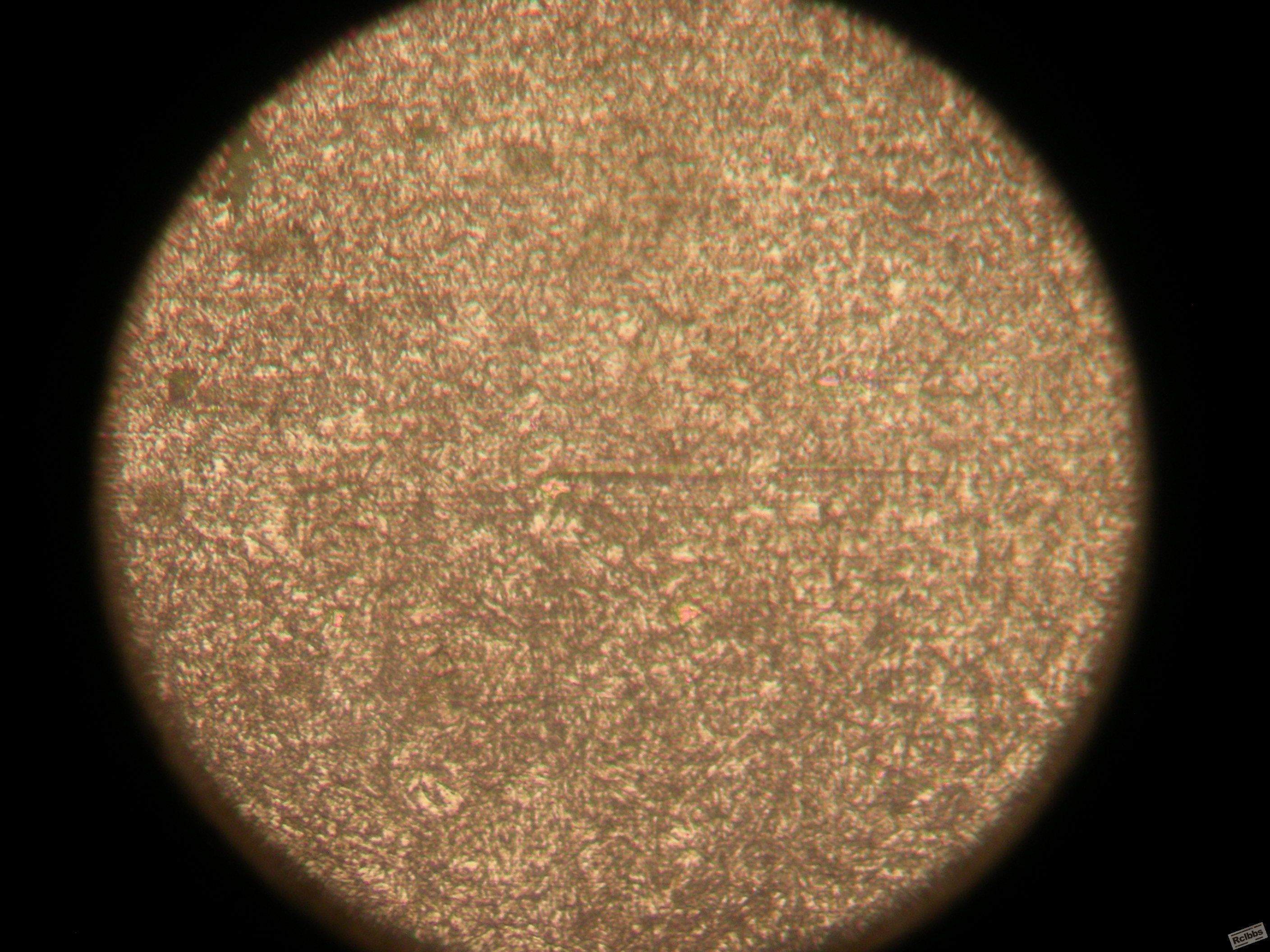 DSCN0685.JPG