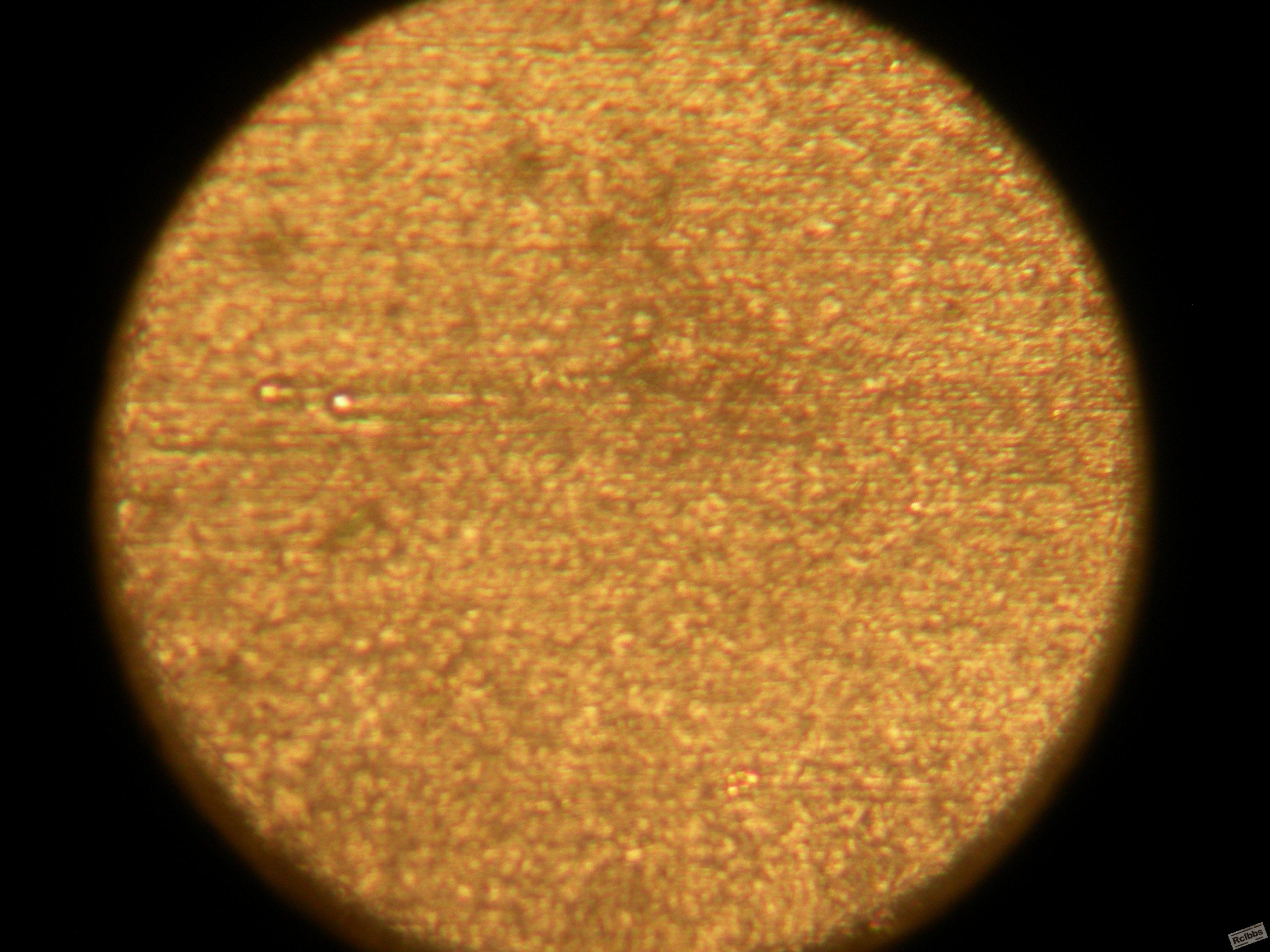 DSCN0683.JPG