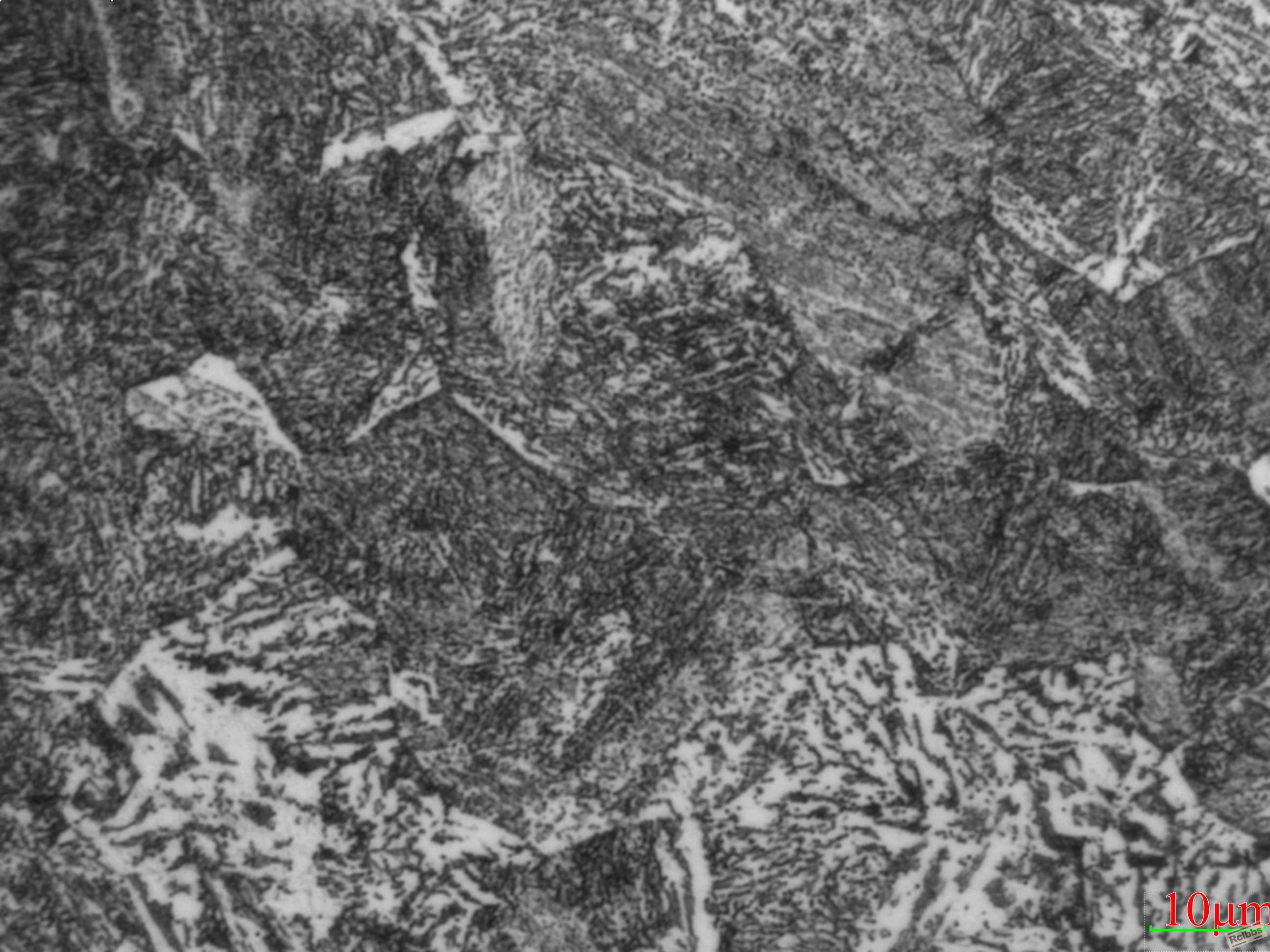 组织 1000×-2.jpg
