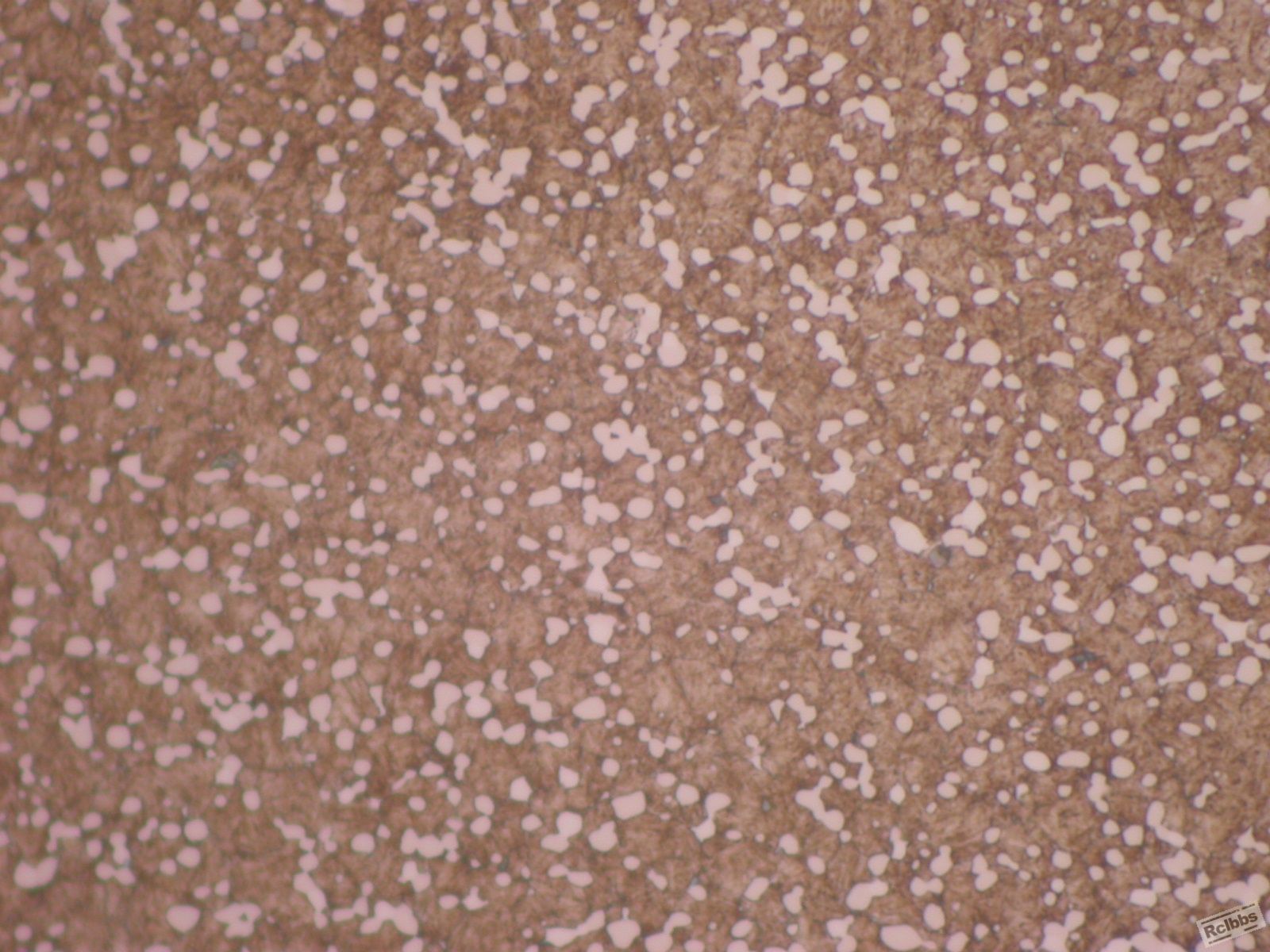 DSCN8286.JPG