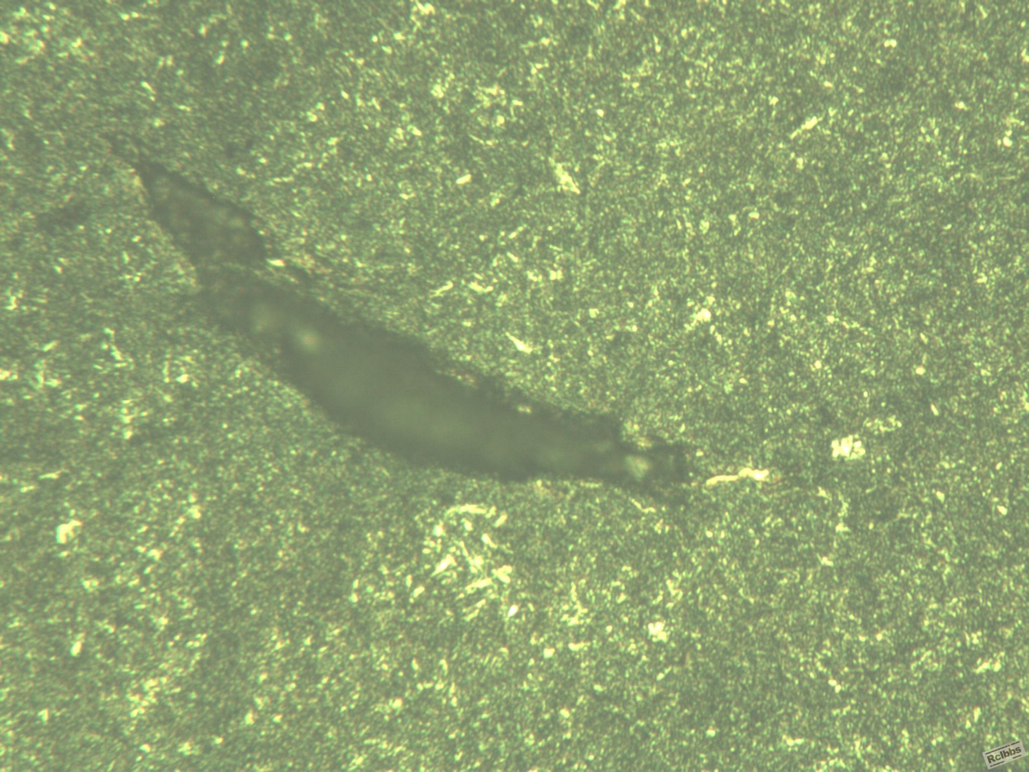 ano -im-1 400X.JPG