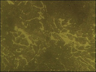 g32.204.11   400X   心部 (2).jpg
