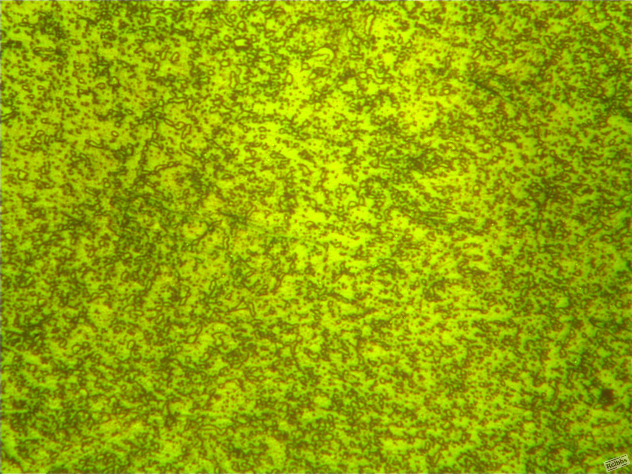 sw0925400-2.jpg