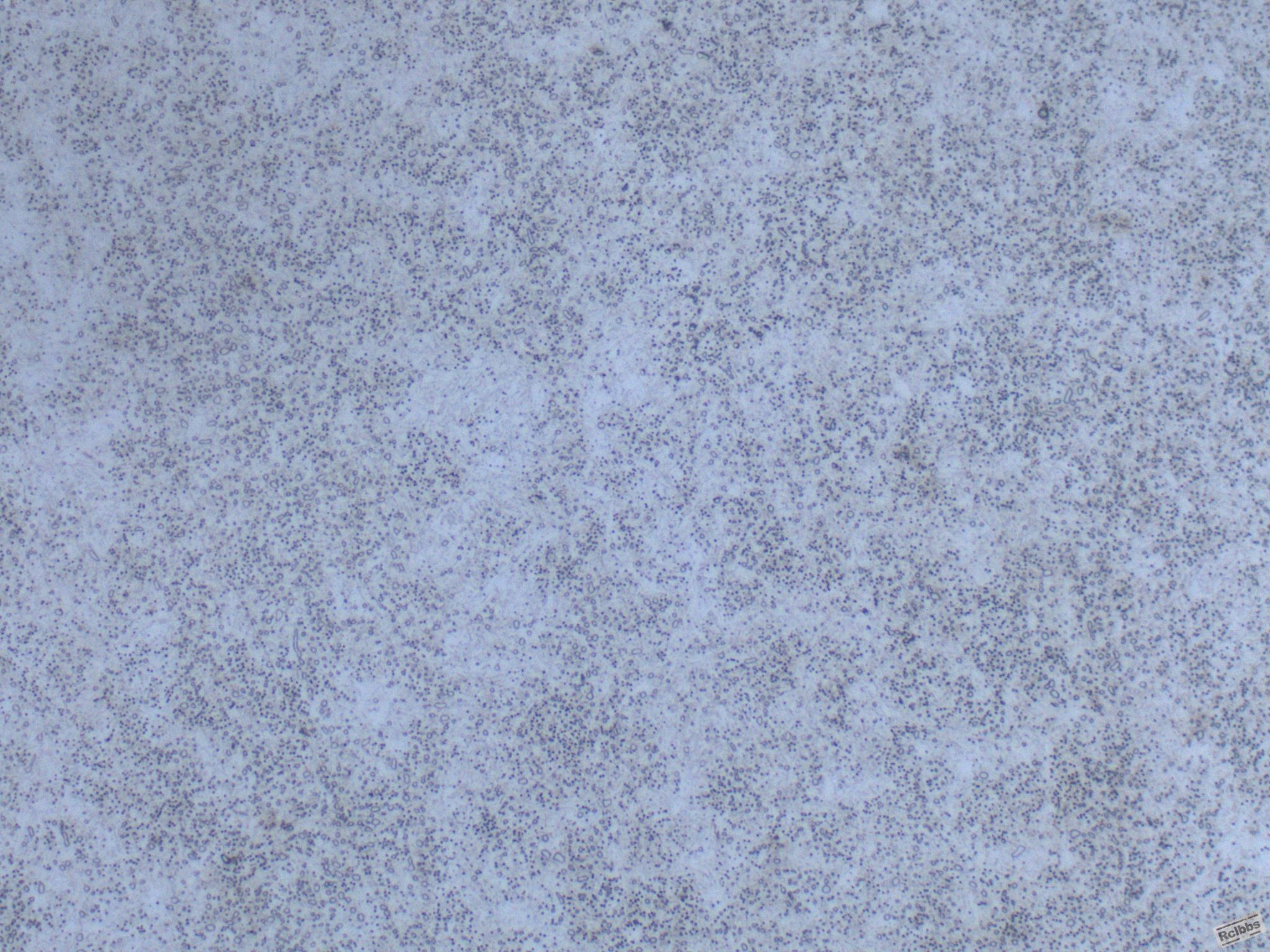 jy-22218.JPG