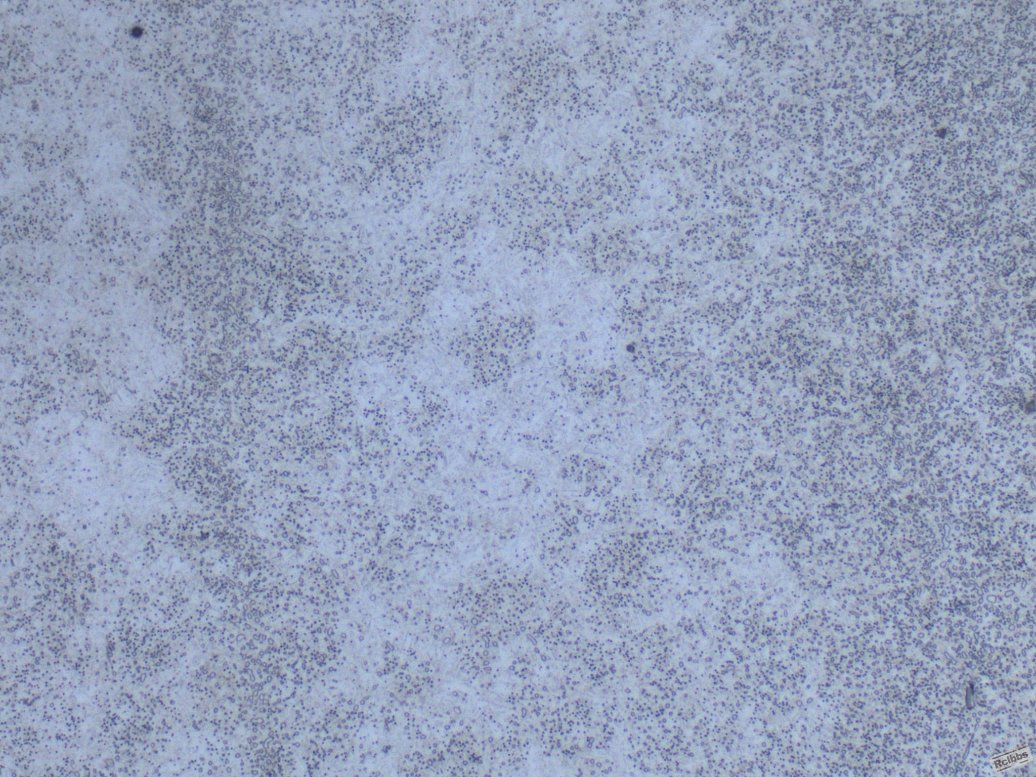 jy-22218-3.JPG