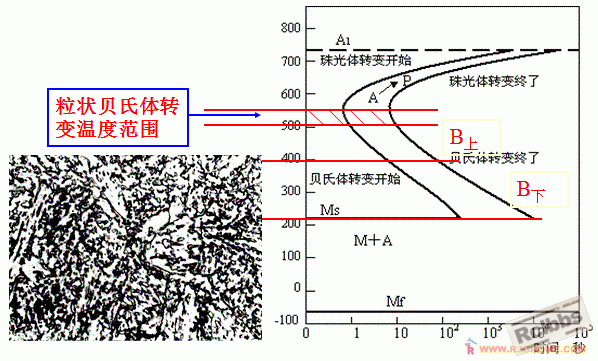 粒贝Bs-Bf.gif