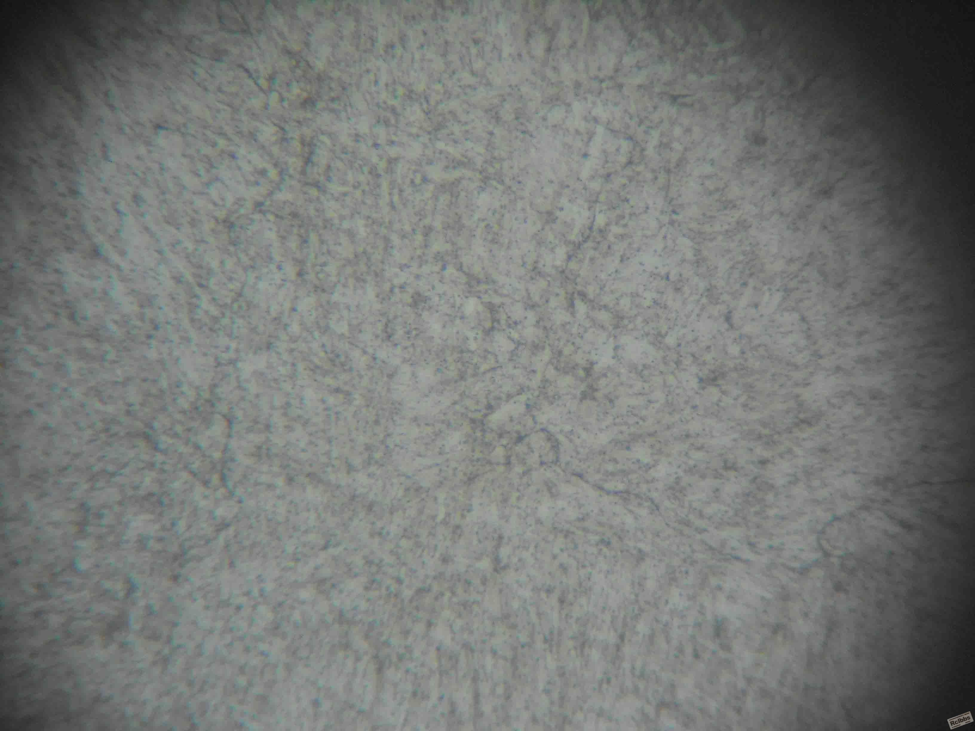DSCN5489.jpg