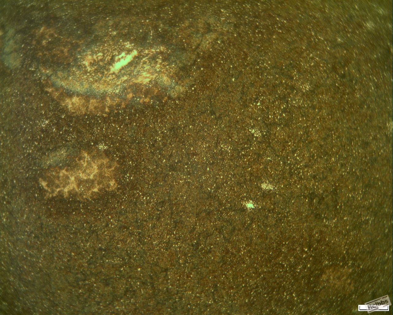 试样C-4%硝酸酒精腐蚀后图片（原白）400X.JPG