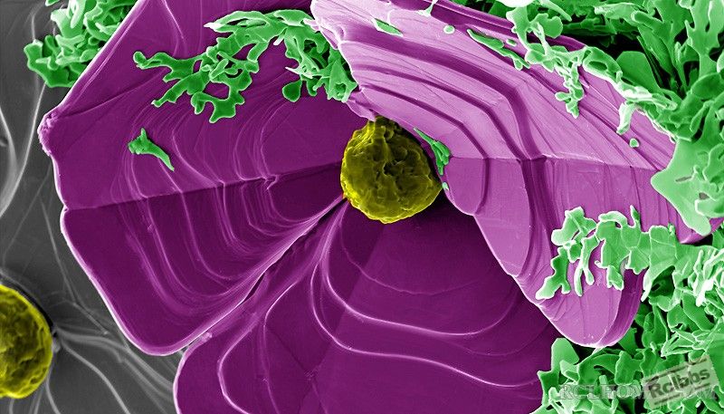 winner_Graphitic-Orchid.jpg