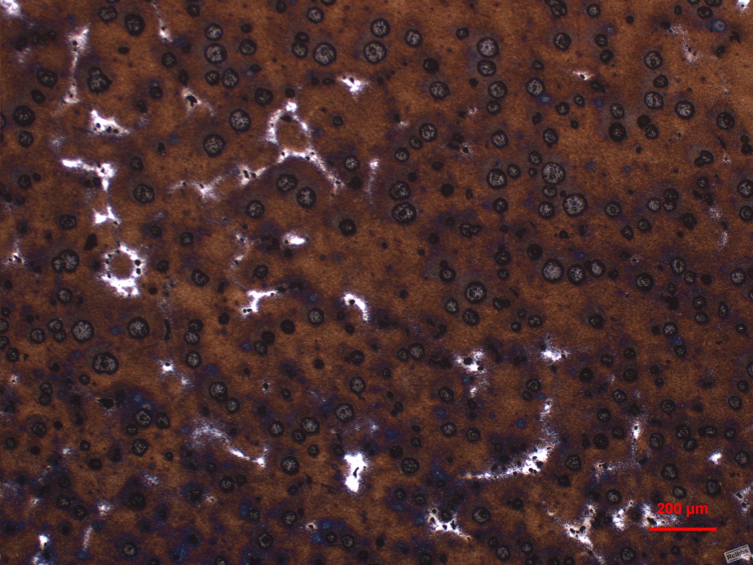 2P1-50X-1.JPG