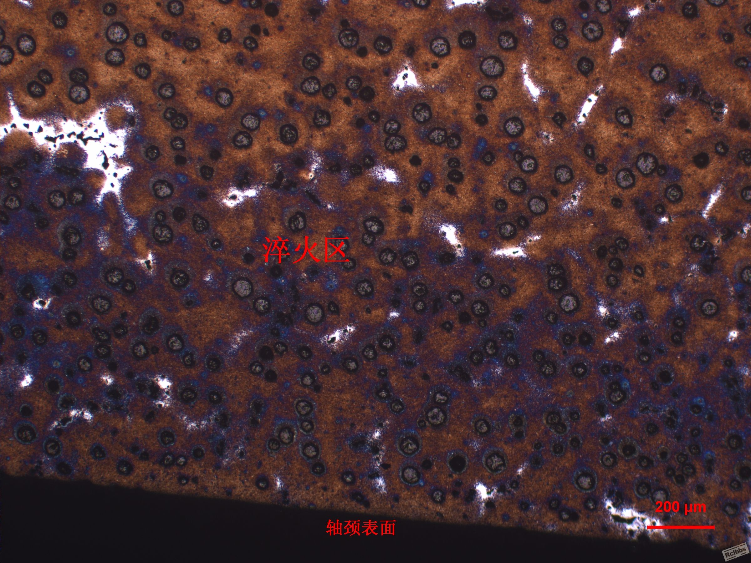 2P1-50X-2.JPG