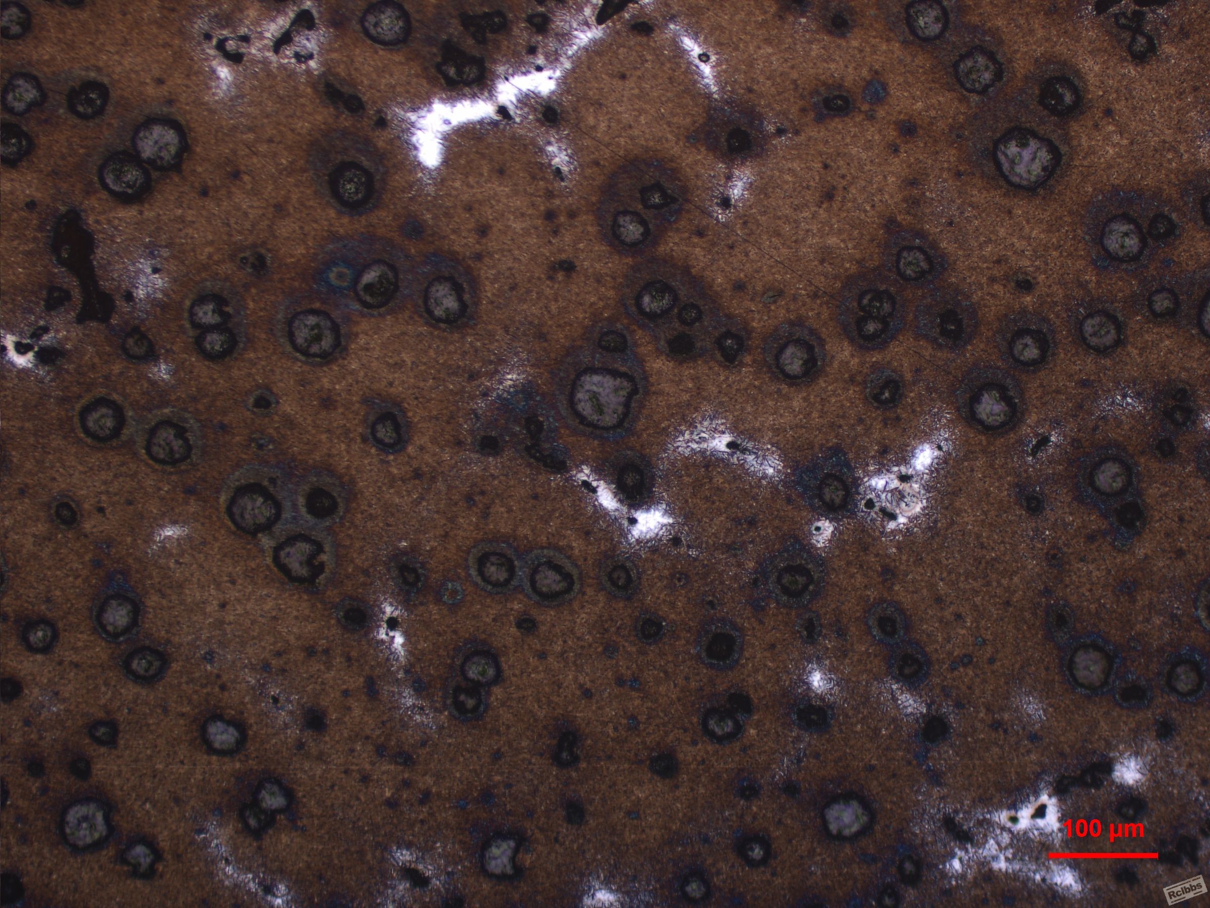 2P1-100X-2.JPG