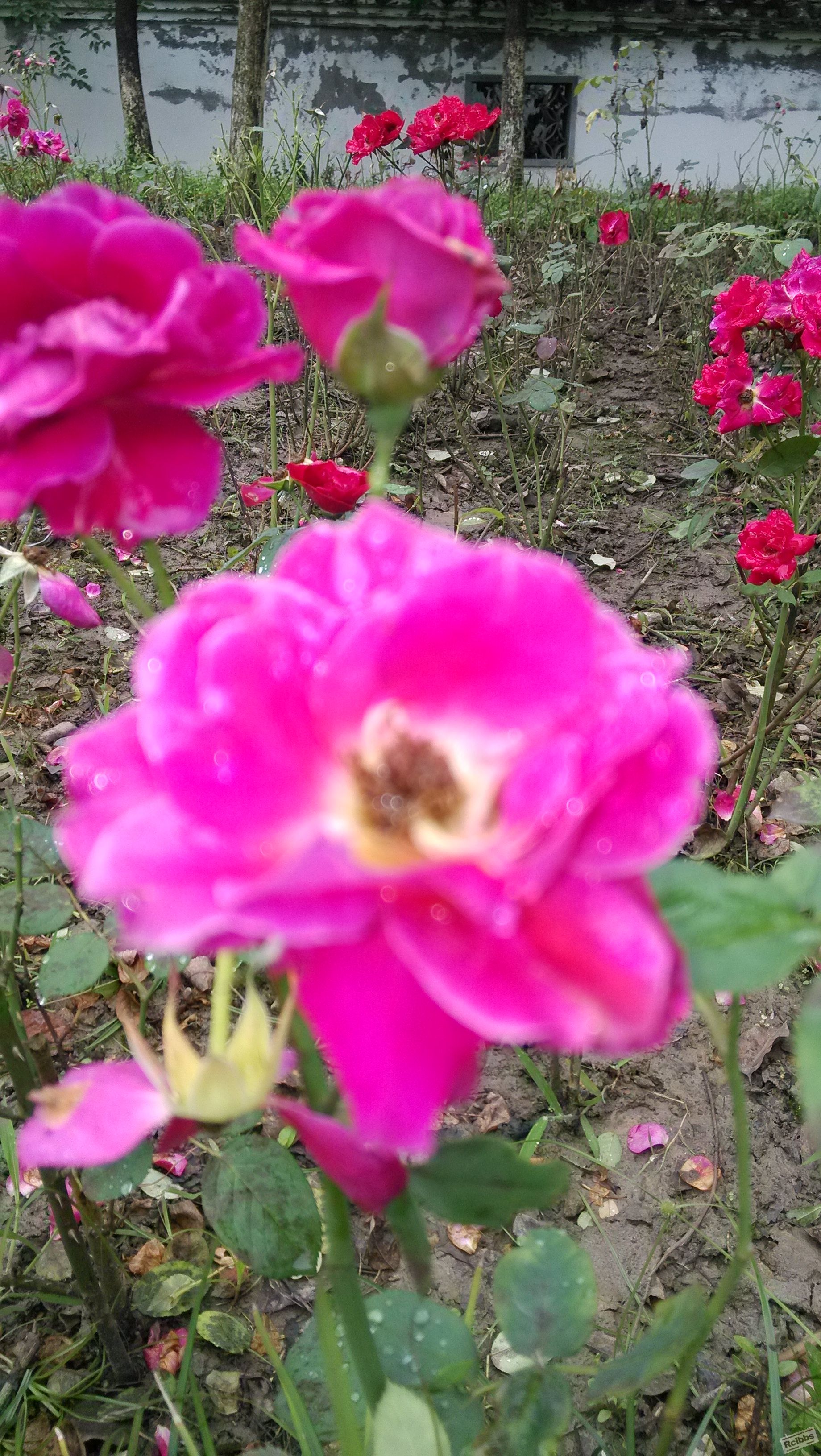 IMG_20130615_071234.jpg