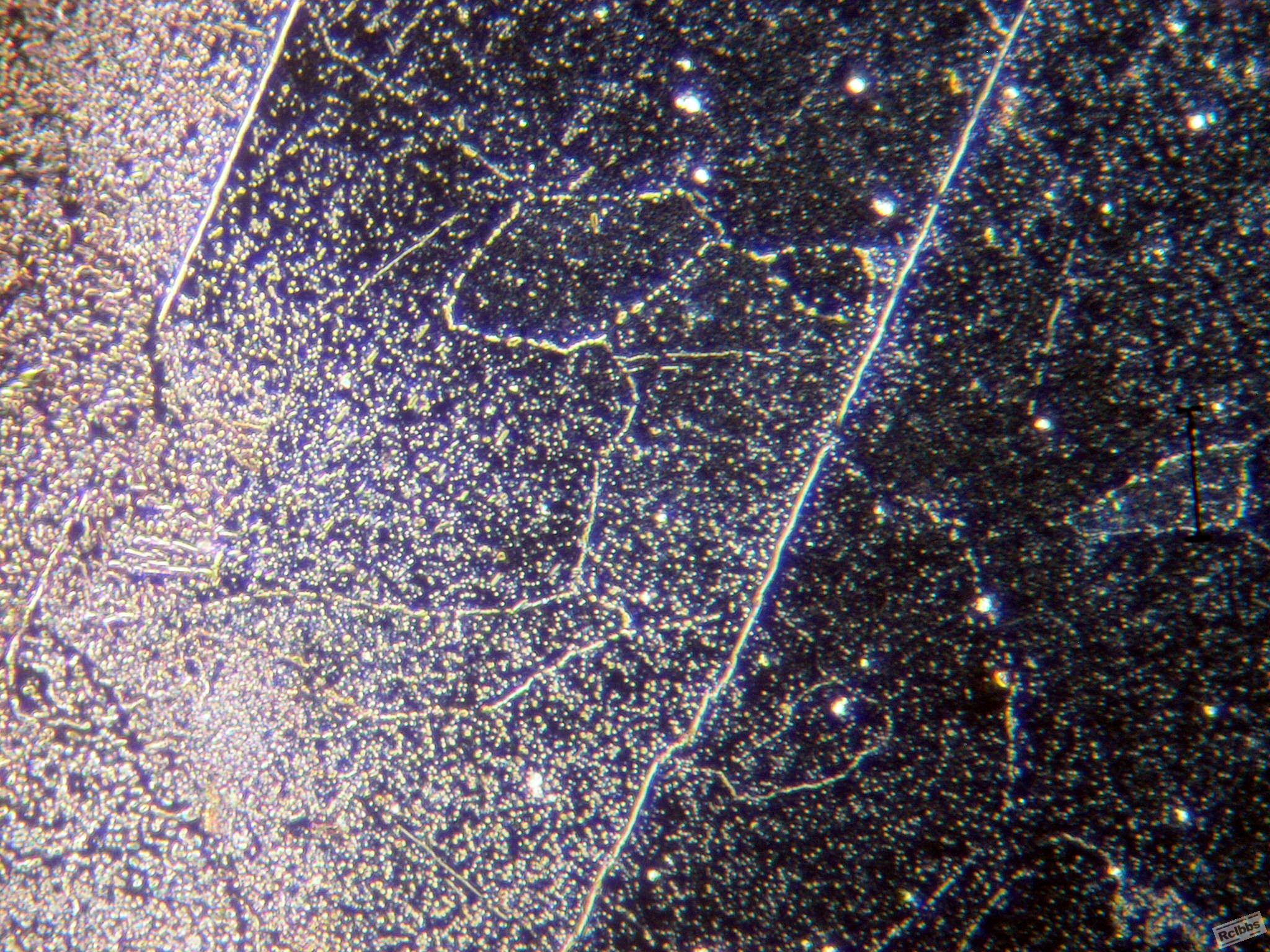 P1011679.jpg