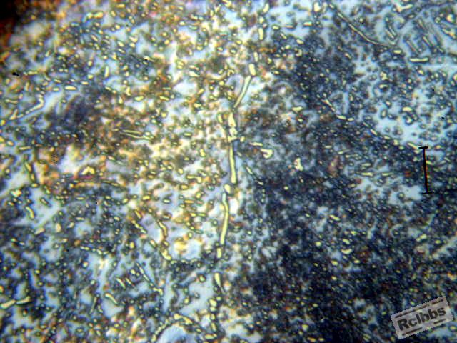 AP1011708.JPG