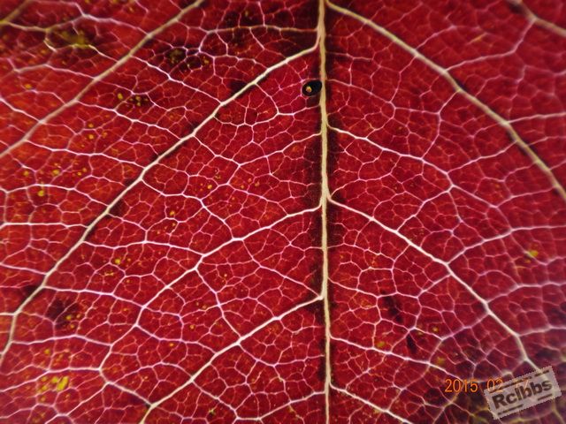 red leave