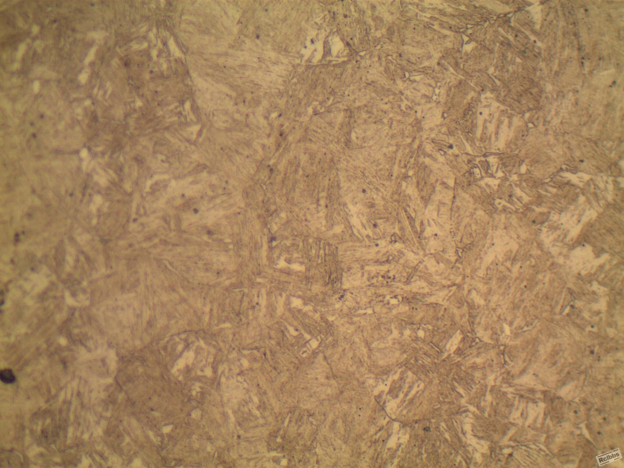 芯部组织500x