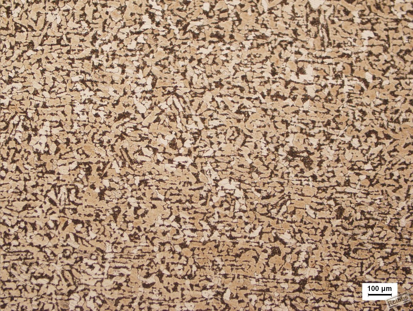 管内侧      100×