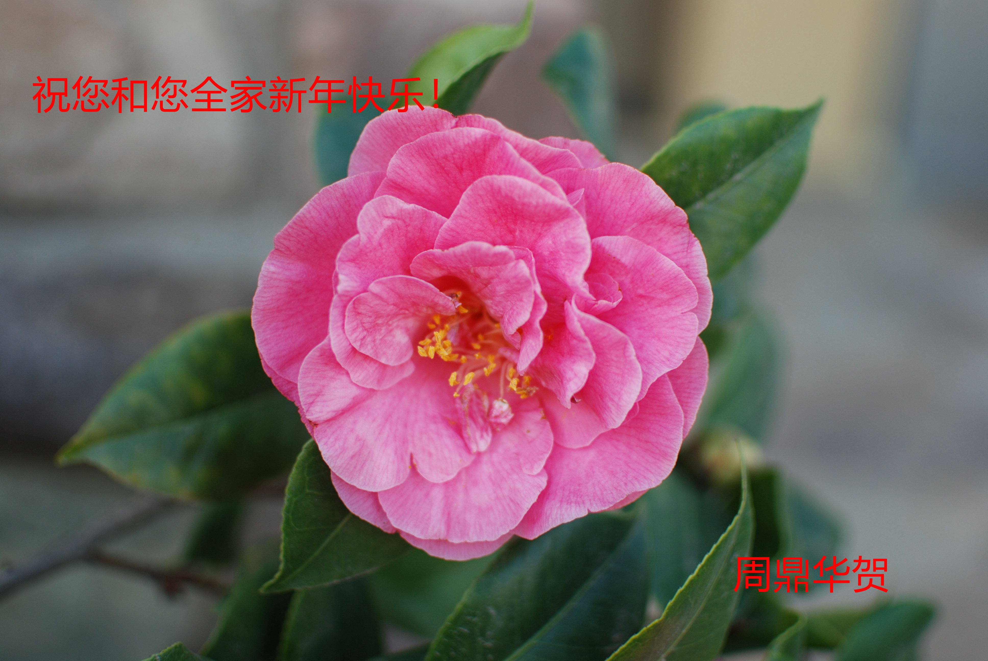 贺卡周.jpg