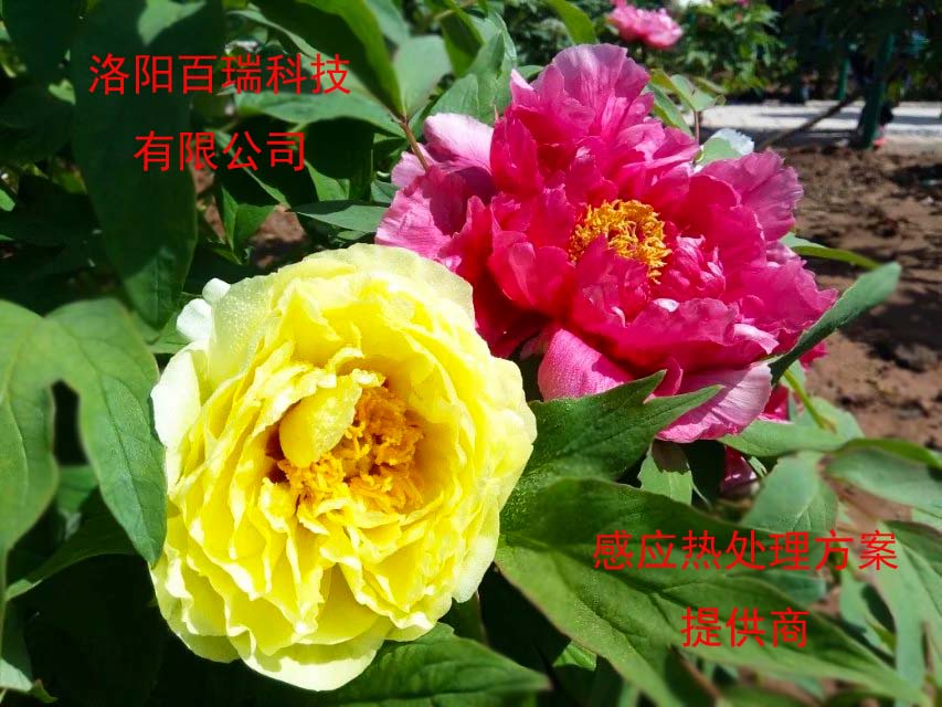 20200414-13.jpg