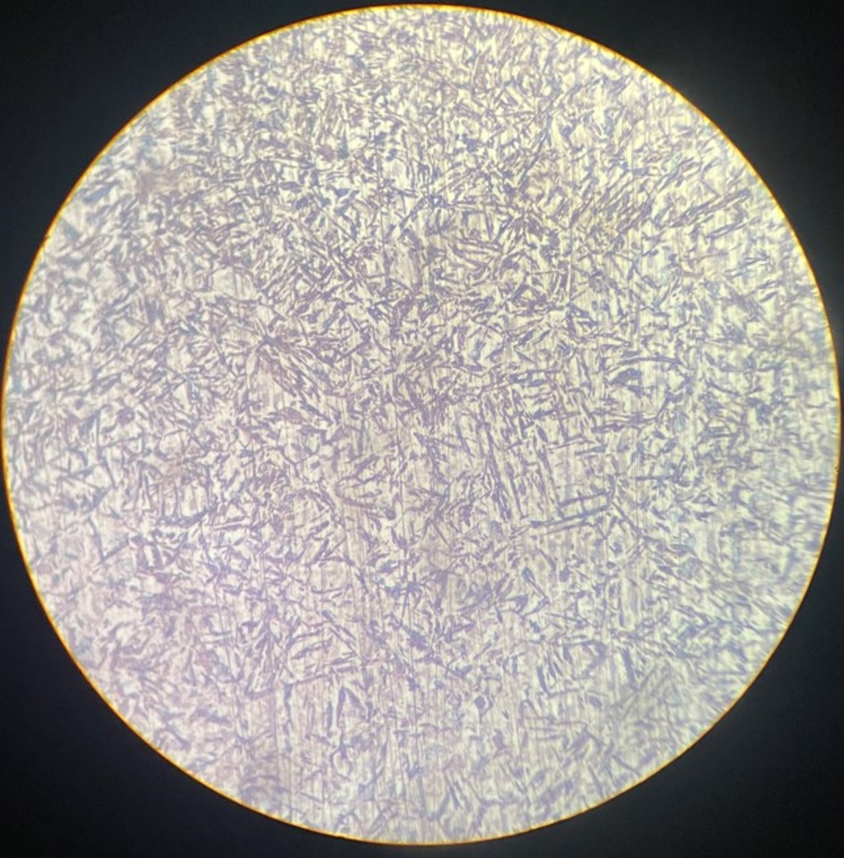 500X  4%硝酸酒精