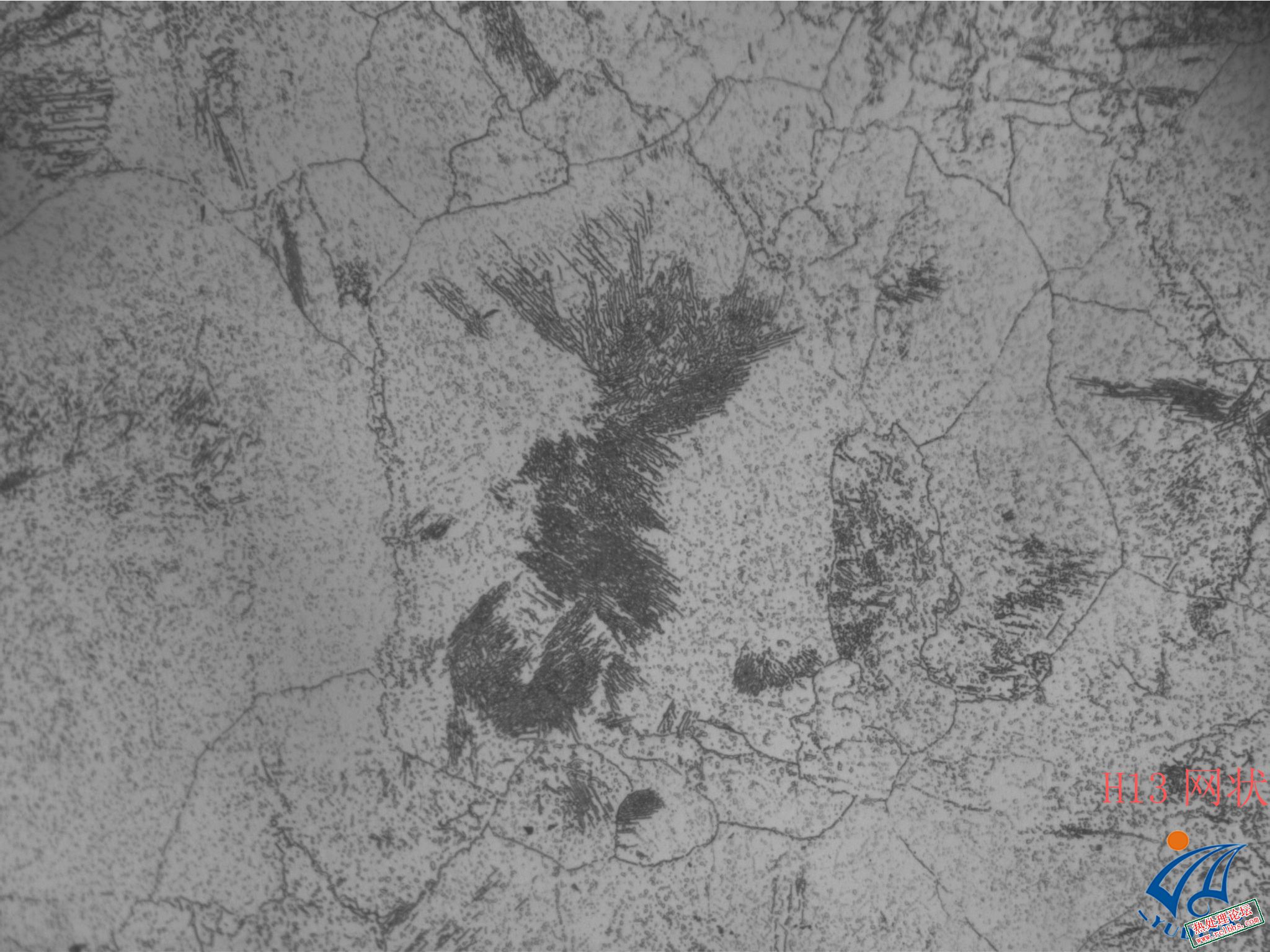 H13网状  500X02.jpg