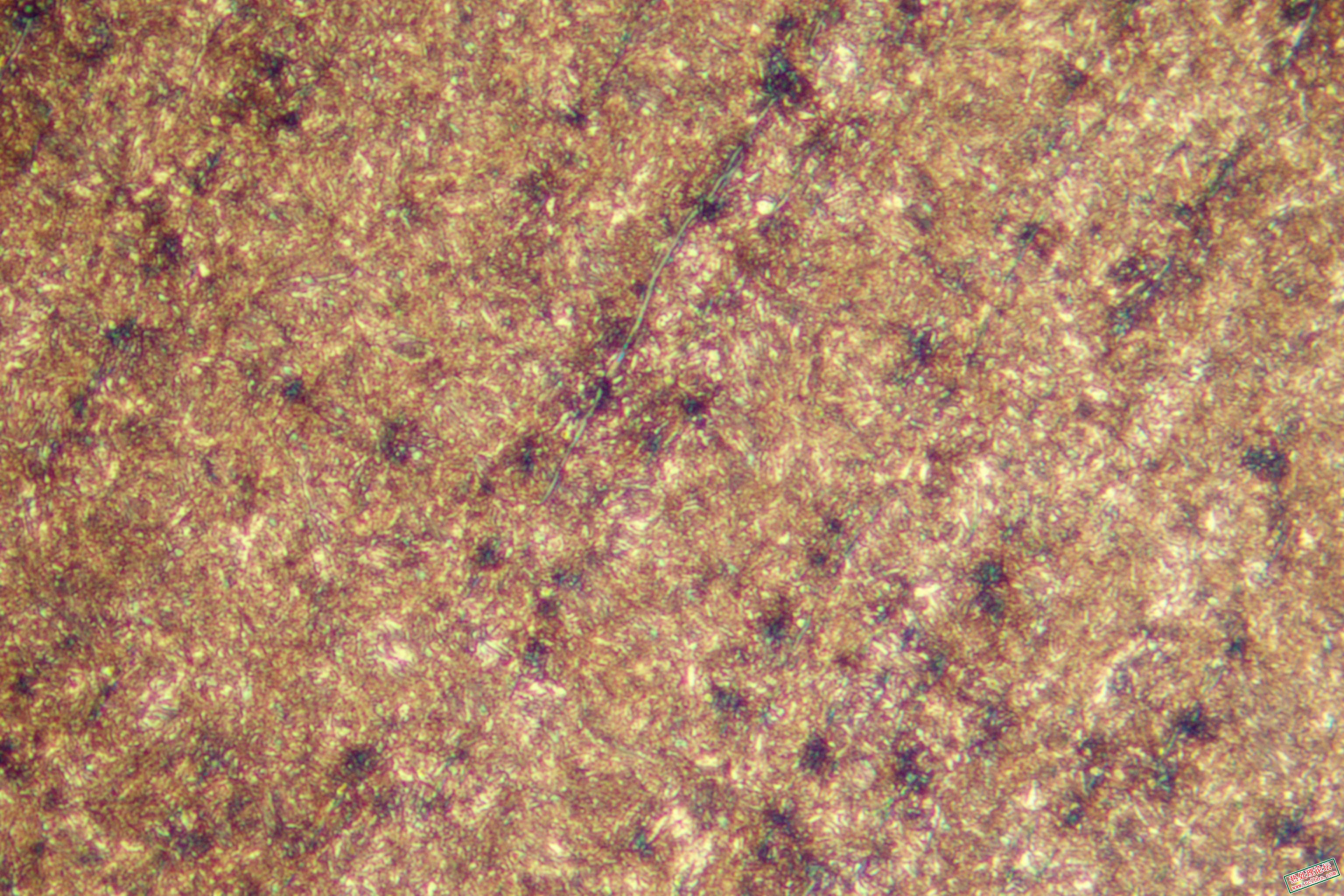 NB6380.jpg