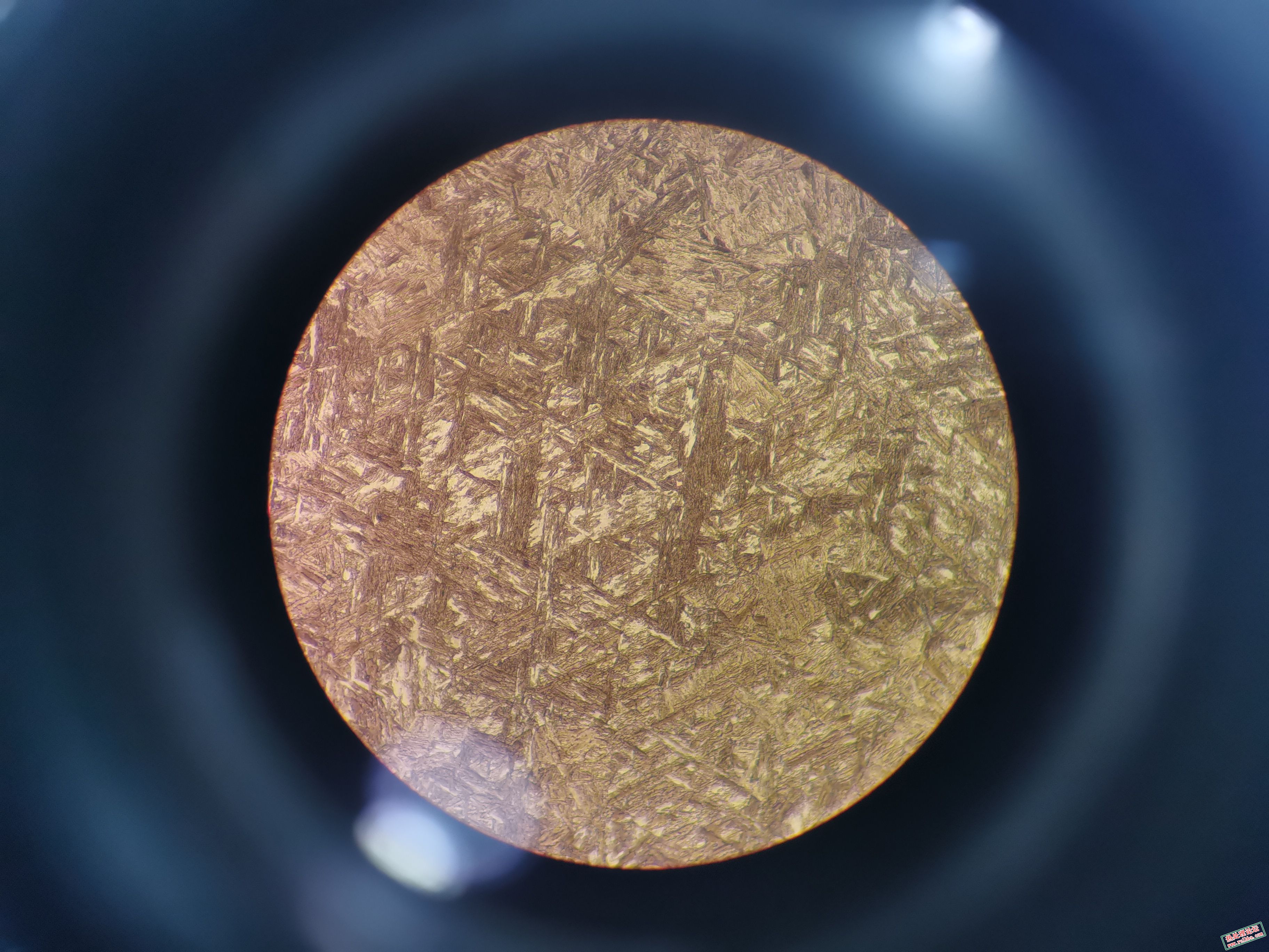 芯部组织-2 500x