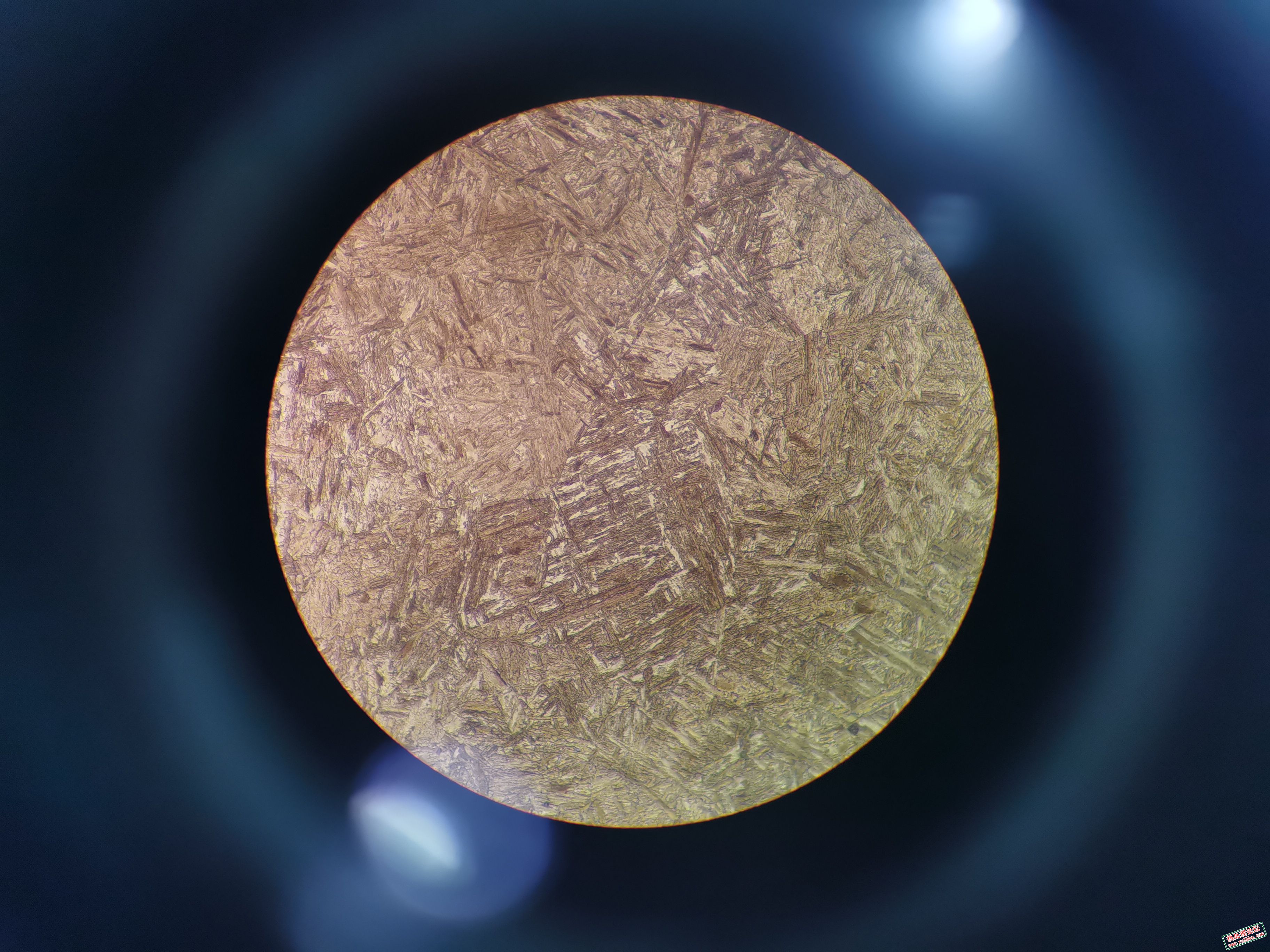 芯部组织-3 500x