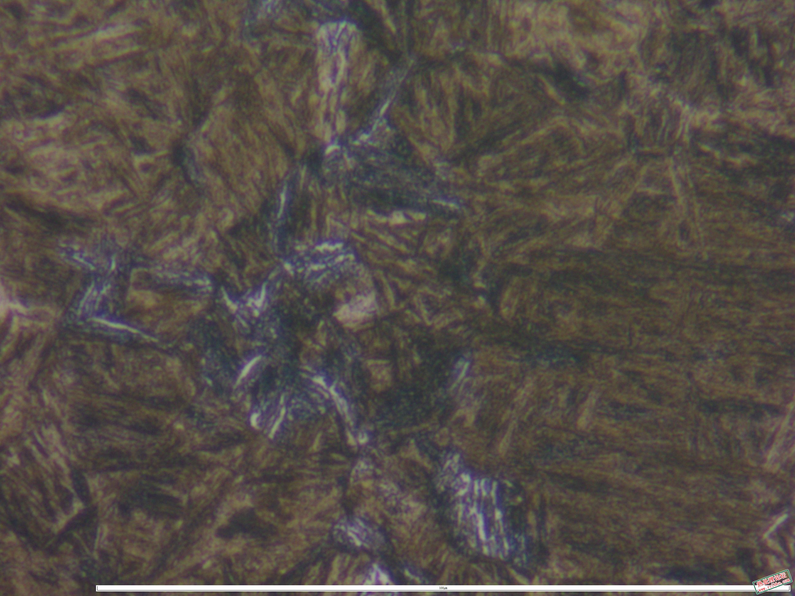 40CrNiMo锻件 淬火  1000x-2.JPG