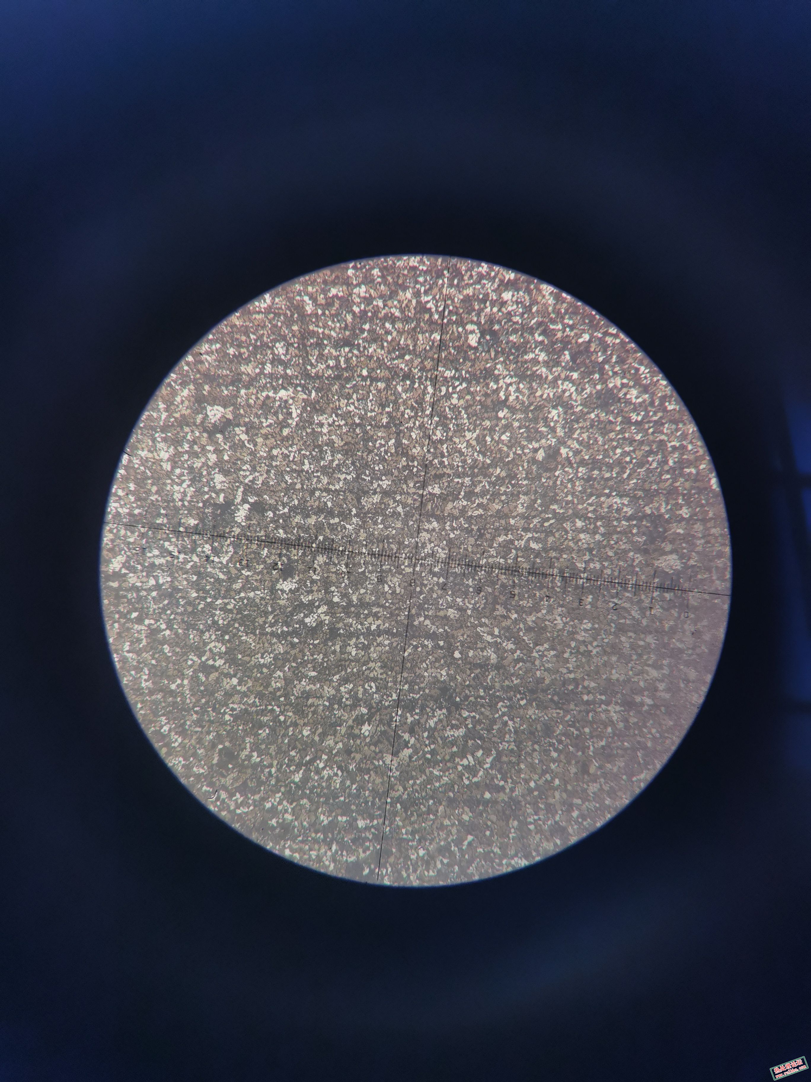 纵截面  100x 