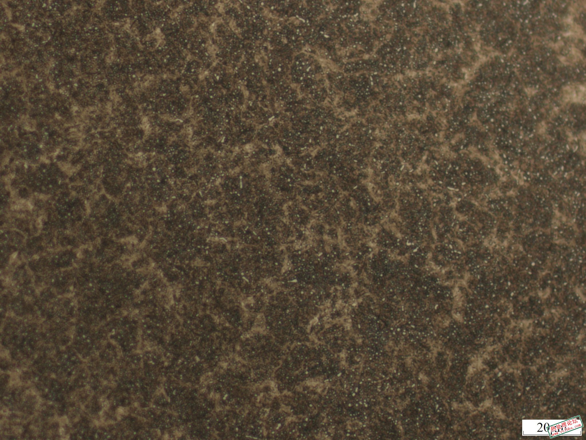 500倍芯部组织
