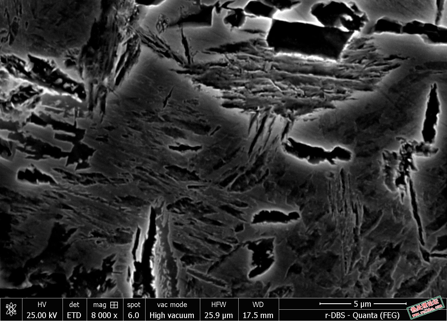 8000x.sem.jpg