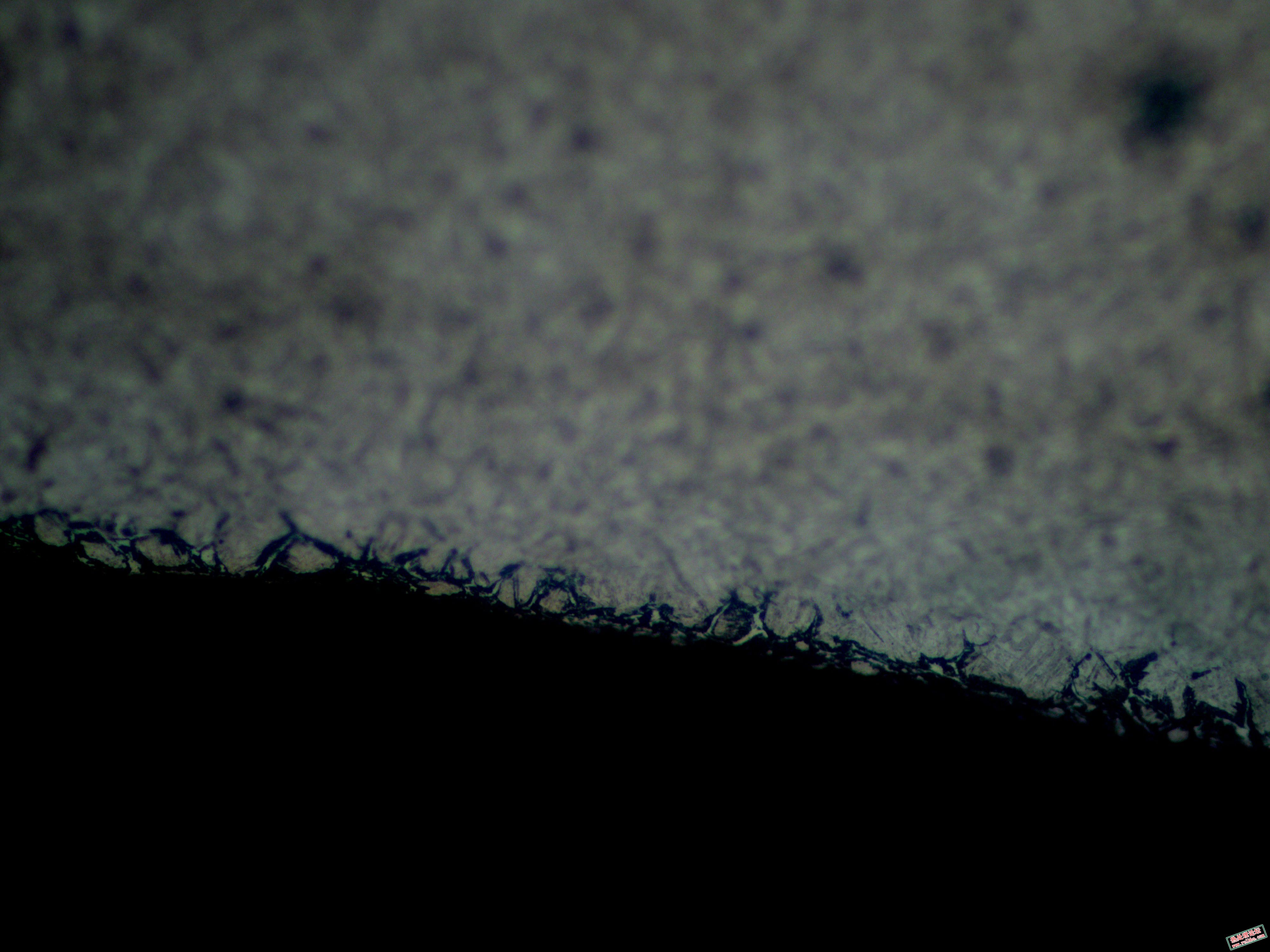 齿根组织浅腐蚀500X