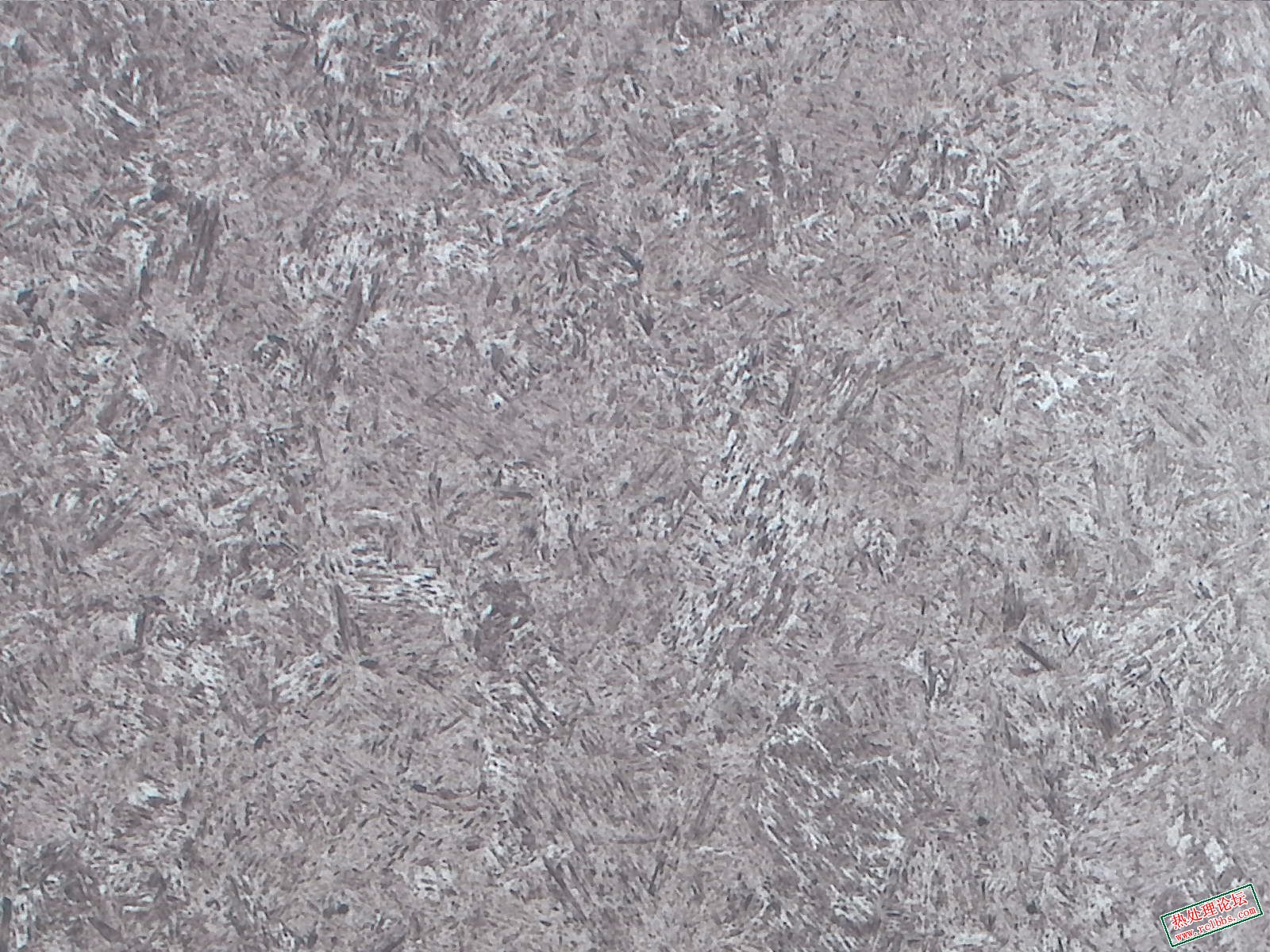 中频-100X-1.jpg