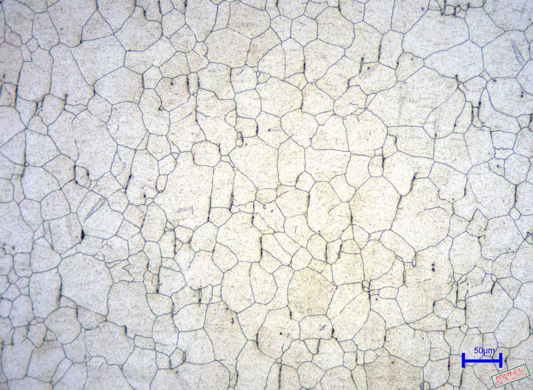晶粒100X