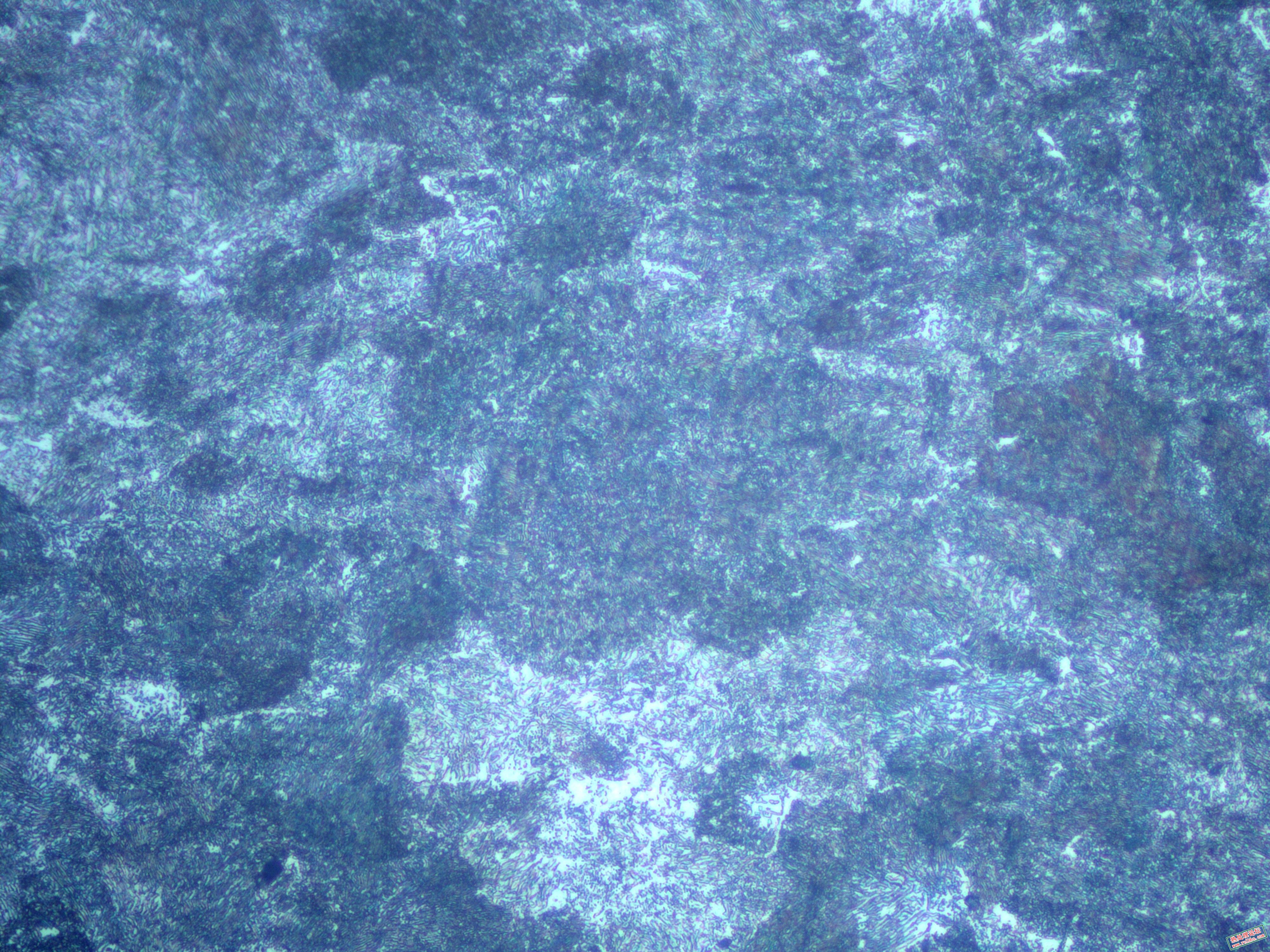 65Mno.400X.jpg