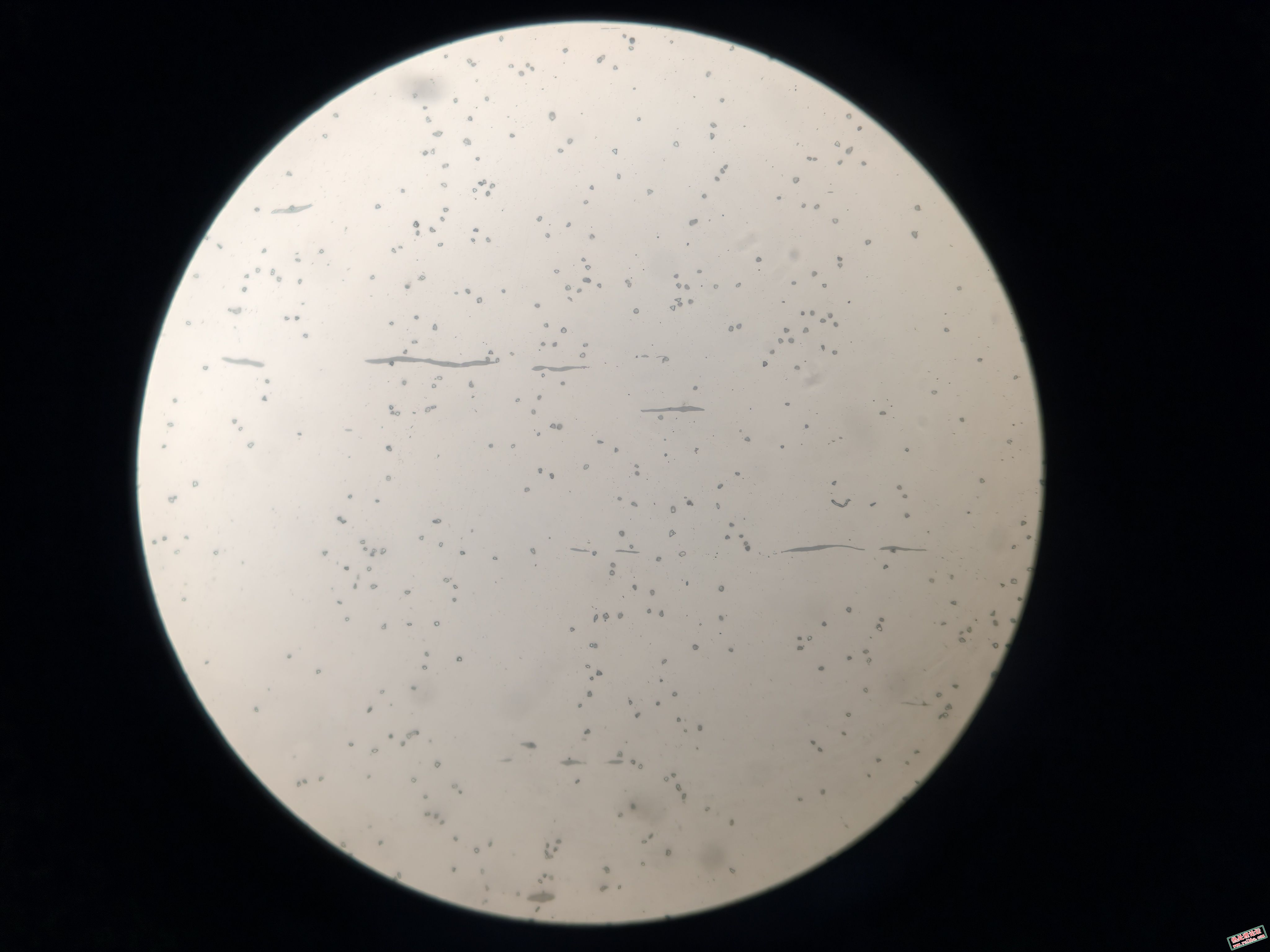 夹杂500x-1.jpg