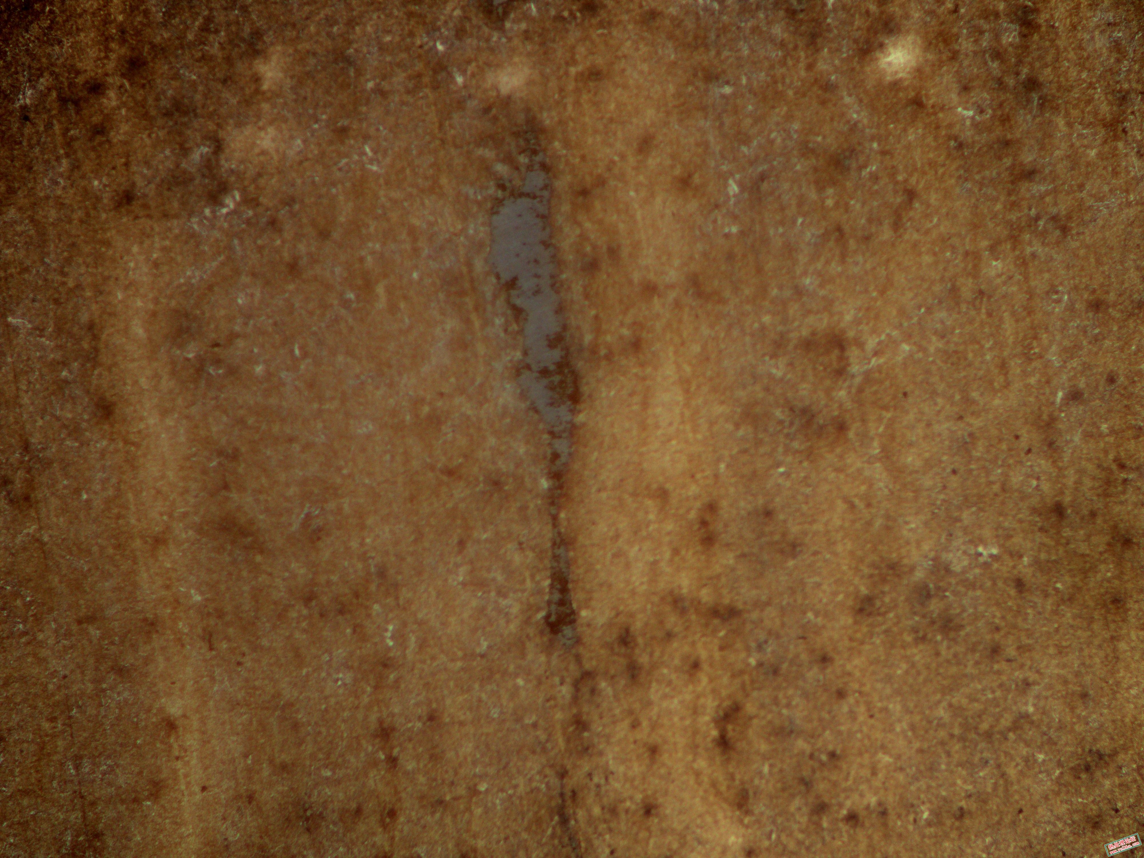 距断面8mm处100X.jpg