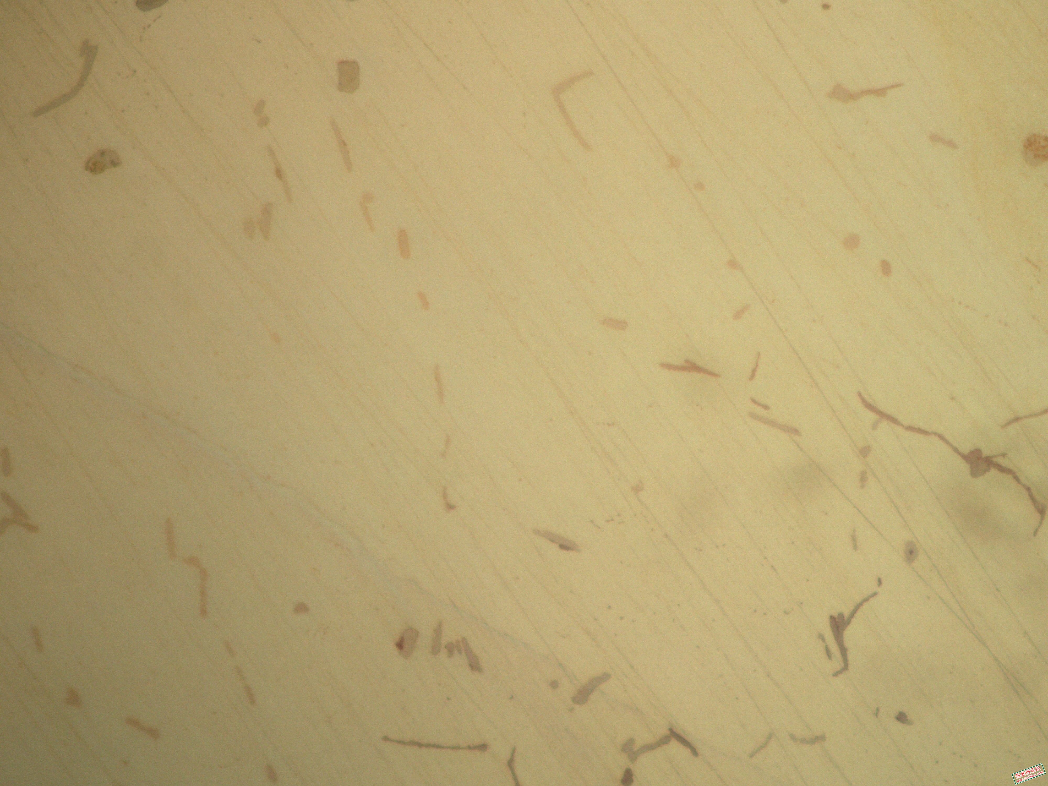 Mg合金抛光态400X2.jpg