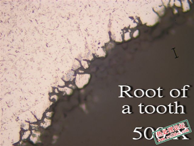 500X.jpg
