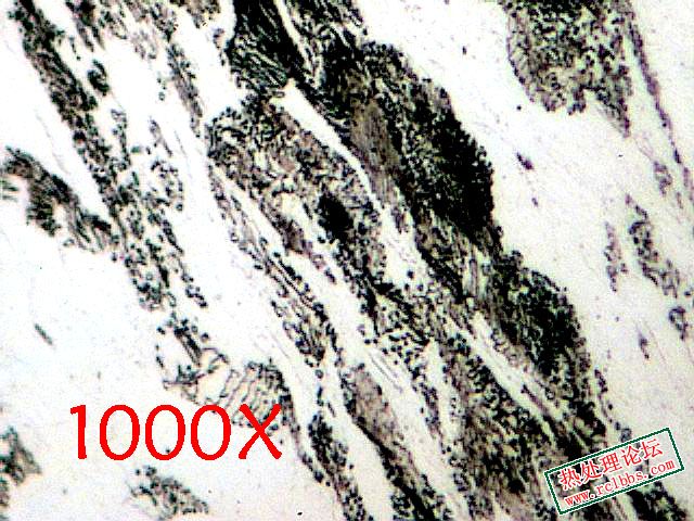 3.13.1000X 拷贝.jpg