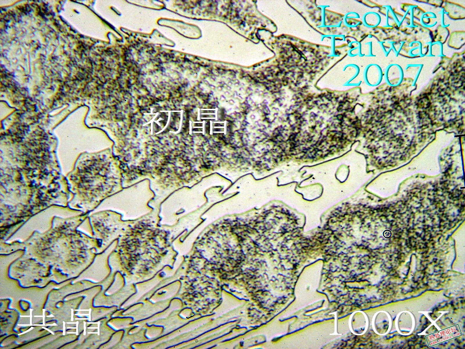 葉片E7.jpg